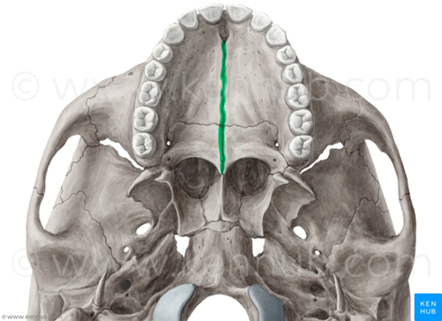 knowt flashcard image