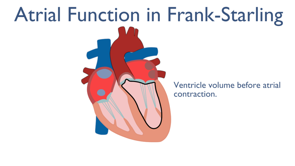 <p>What is the Frank-Starling Law? </p><p></p>