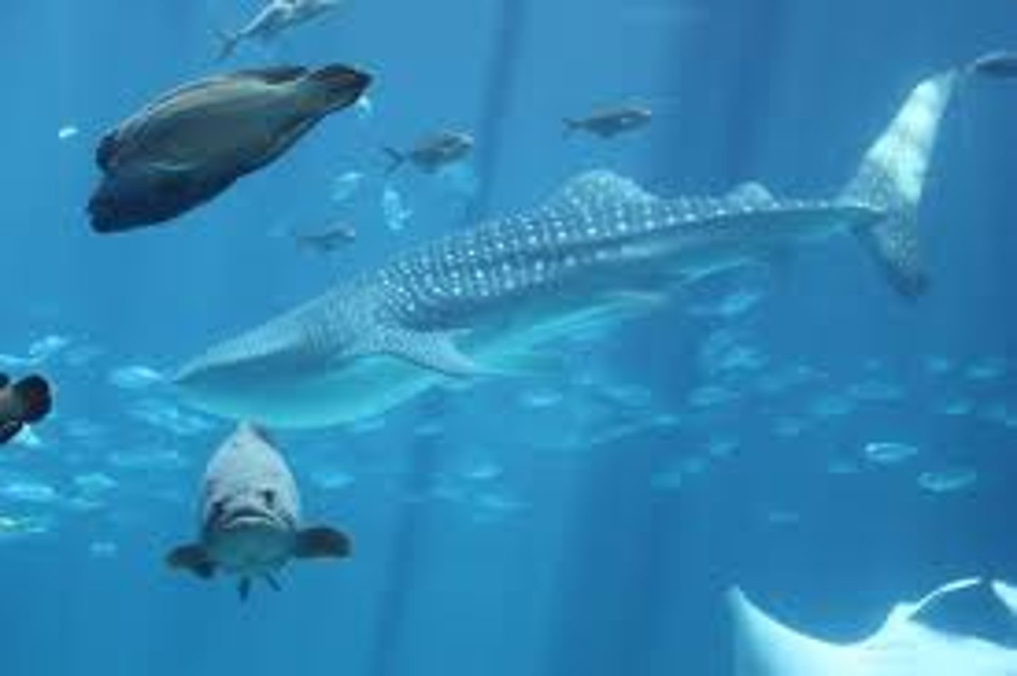 <p>generally have a lower tolerance for temperature changes.</p><p>---</p><p>Hence why we see less change</p><p>Ex, Fish, leg bag acclimate before putting fish in tank</p>