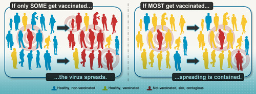 Arises when a sufficiently large proportion of the population has been vaccinated which makes it difficult for a pathogen to spread within that population.