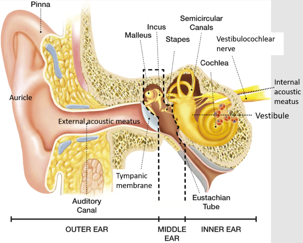 <ul><li><p>External ear</p><ul><li><p>Auricle and external acoustic meatus</p></li></ul></li><li><p>Middle ear</p><ul><li><p>Tympanic cavity (with middle ear bones)</p></li><li><p>Epitympanic recess</p></li><li><p>Eustachian tube*</p></li></ul></li><li><p>Inner ear</p><ul><li><p>vestibulocochlear organs</p></li><li><p>innervation by vestibulocochlear nerve (VIII)</p></li></ul></li></ul><p></p>
