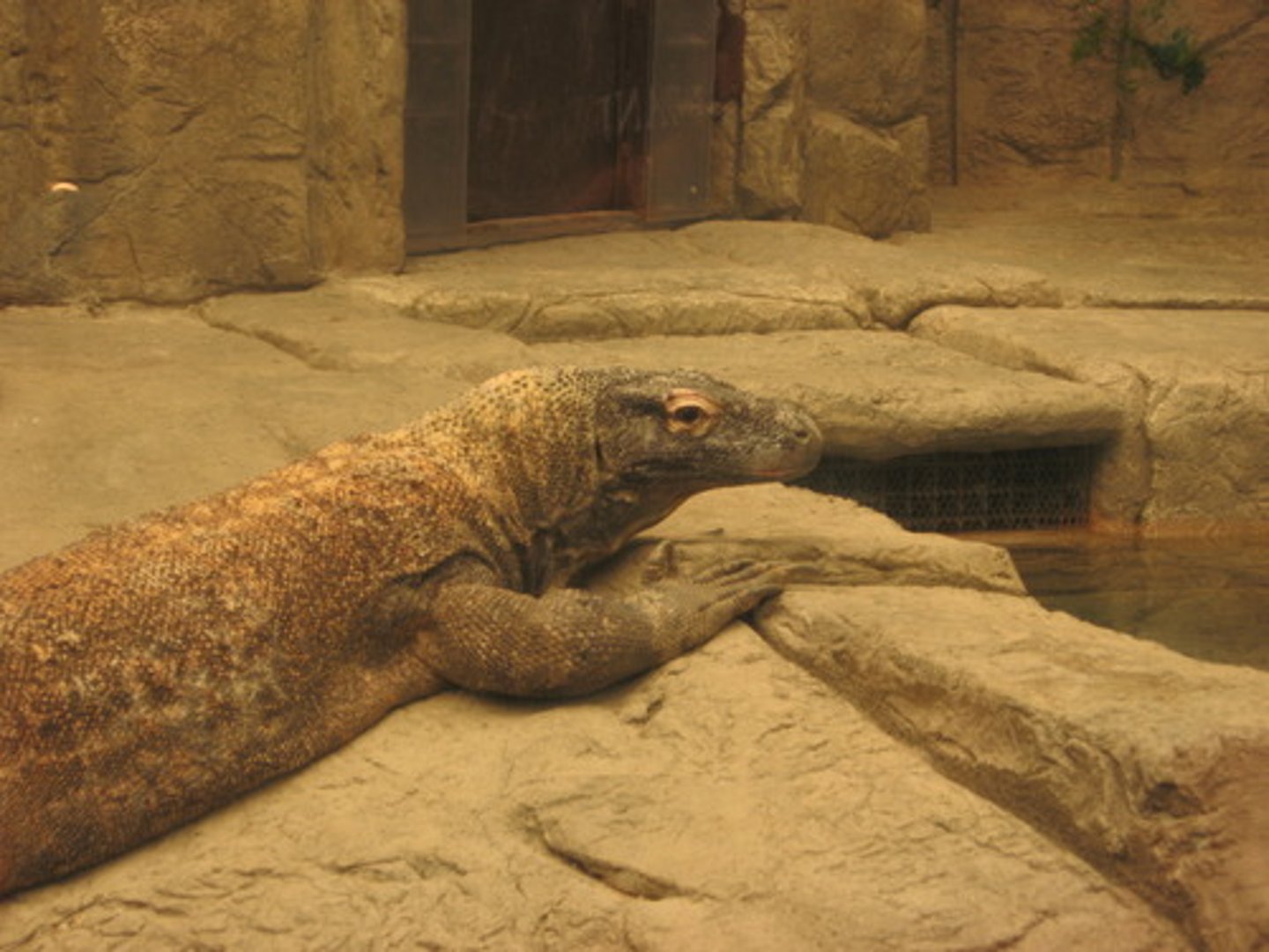<p>animal that warms its body by absorbing heat from its surroundings (use behavior to move around in response to what the animal needs to maintain the narrow range required to survive)</p>
