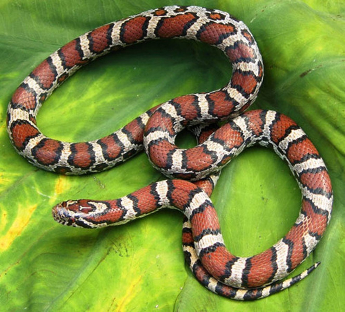 <p>Lampropeltis triangulum</p>
