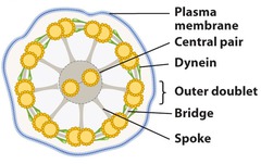 <p>-The arrangement of microtubules in cilia and flagella -9 microtubule doublets surround a central pair of microtubules</p>