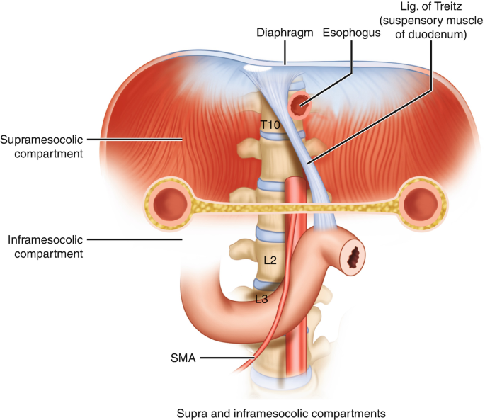 <p>Ligament of Treitz! </p>