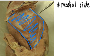 <p><span>Shoulder Region</span></p>