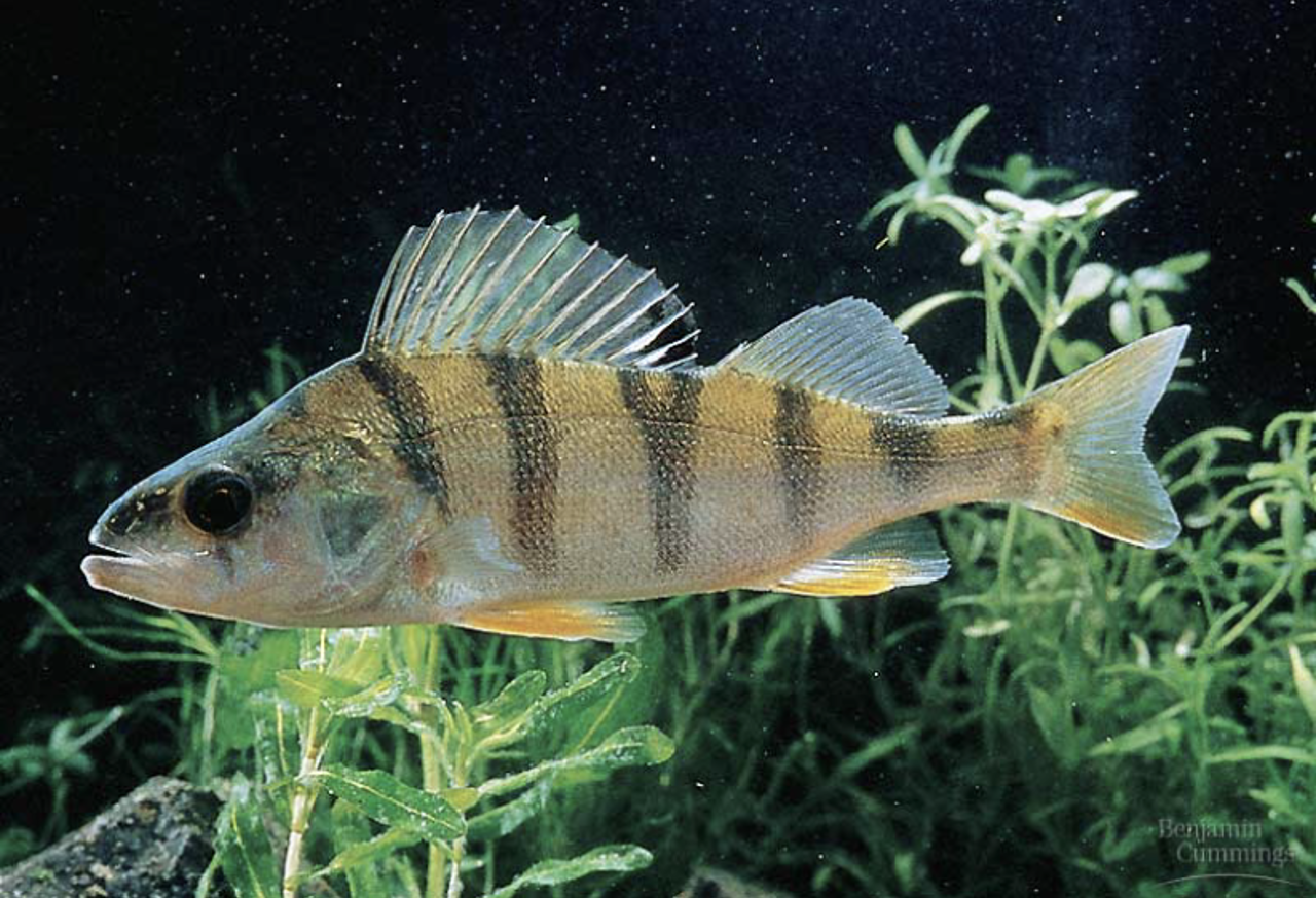 <ul><li><p>SYNAPOMORPHY= LUNGS or LUNG DERIVATIVES</p></li></ul><p></p><ul><li><p>include nearly all familiar aquatic Osteichthyes (bony-skeleton fish)</p><ul><li><p>breathe water over gills</p></li><li><p>control buoyancy with air sac —&gt; swim bladder</p></li><li><p>skin secretes mucus and is covered by flattened, bony scales in most fishes</p></li></ul></li></ul><p></p><ul><li><p>Fins are supported mainly by long, flexible rays and are modified for maneuvering, defense, and other functions <span style="font-family: &quot;Tw Cen MT&quot;;"><strong><br><br></strong></span></p></li></ul><p></p>