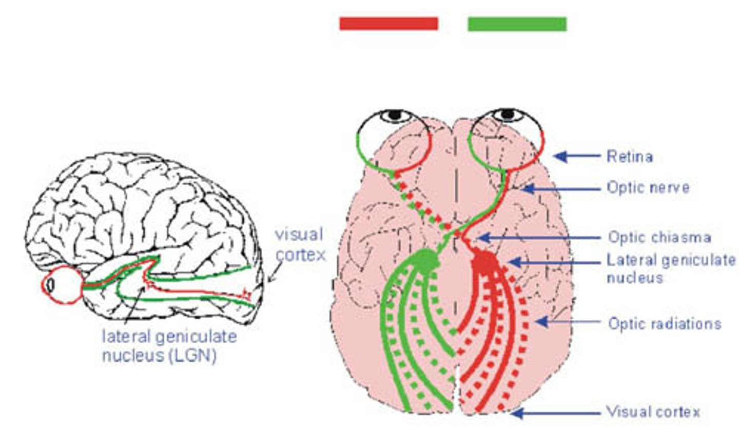 <p>opposite side communication between the brain and the body (the left side of the brain controls the right side and vice versa)</p>