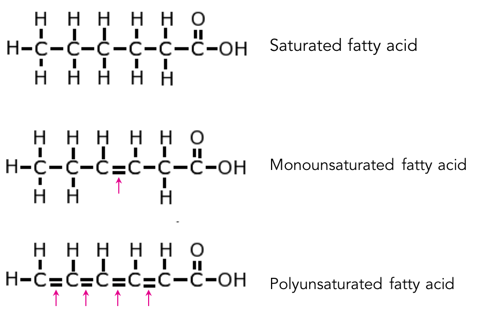 <p>monounsaturated fats have one double bond, while polyunsaturated fats have multiple double bonds</p>