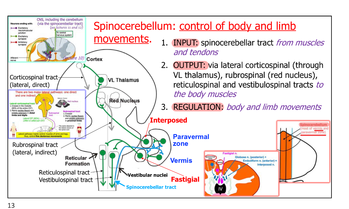 <ul><li><p><strong>most of vermis</strong> &amp; <strong>paravermal zone</strong></p></li><li><p>2 nuclei are part of this circuitry</p><ul><li><p>Fastigial nucleus (Vermis → Fastigial n.)</p></li><li><p>Interposed nucleus (Paravermal zone → Interposed n.)</p></li></ul></li></ul><p></p>