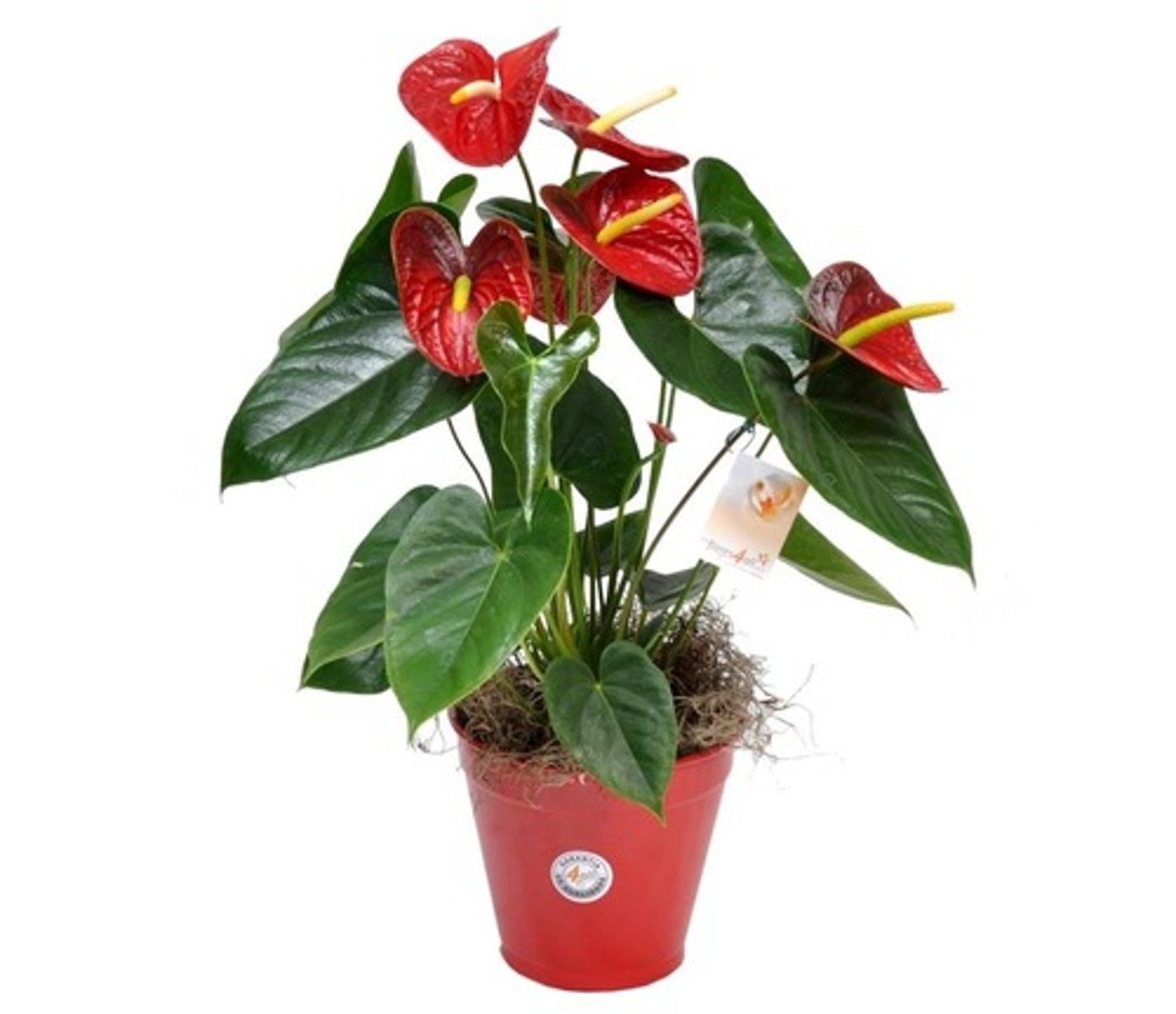 <p>Flamingo Lilly</p>