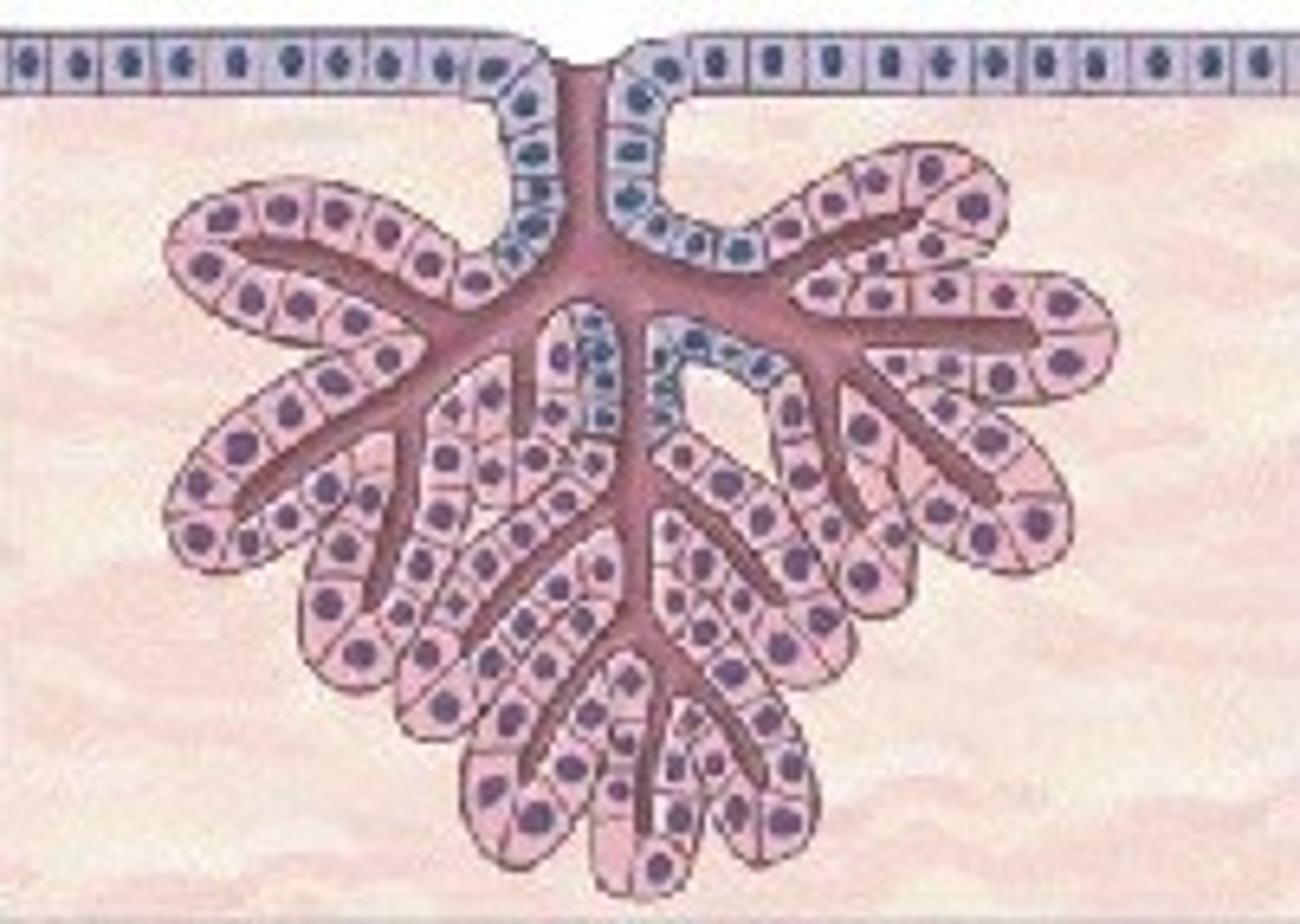 <p>Tubular secretory portion; Found in mucous glands (mouth), bulbourethral glands (male).</p>
