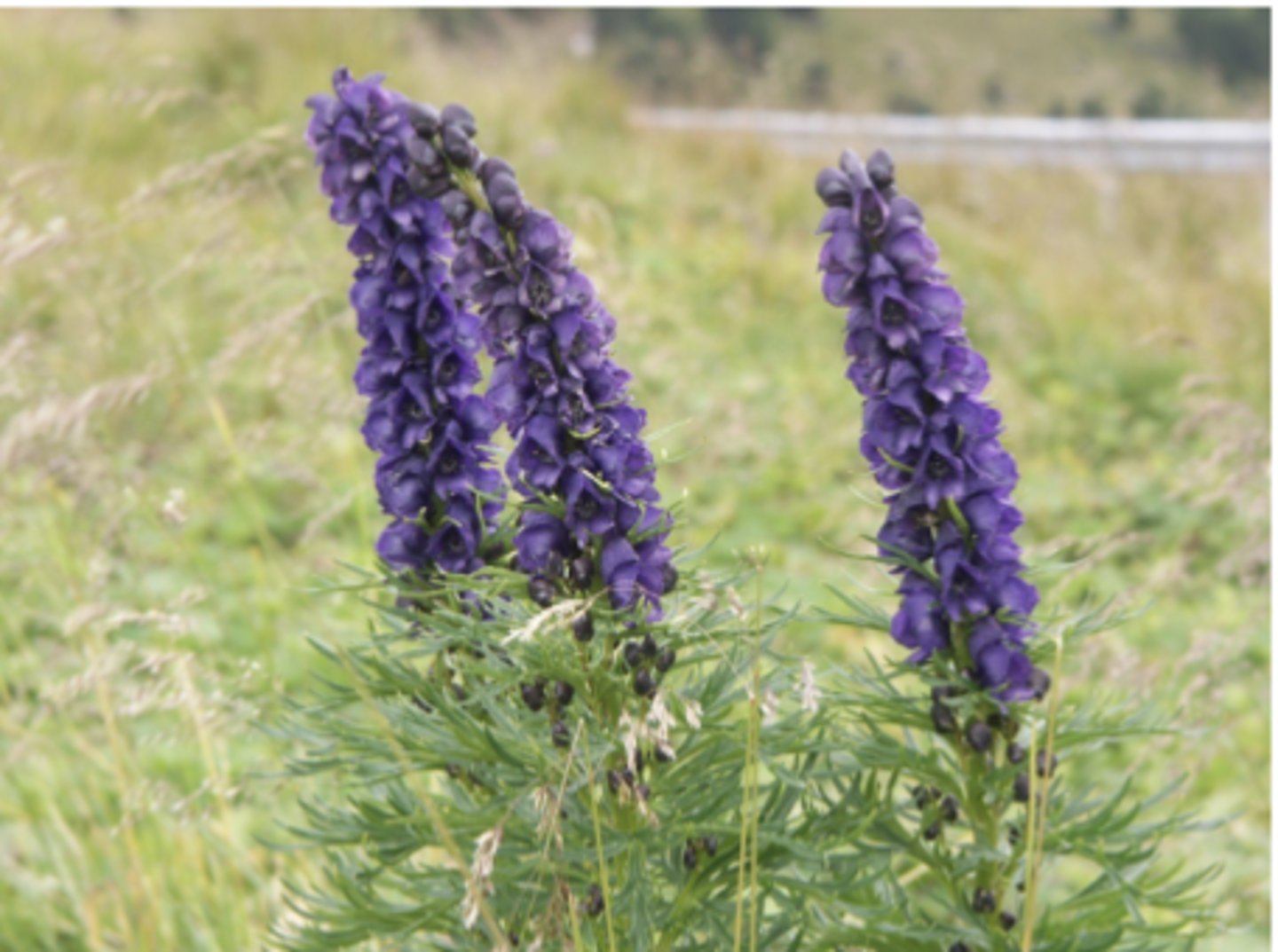 <p>what family is this plant from? what toxin does it produce?</p>