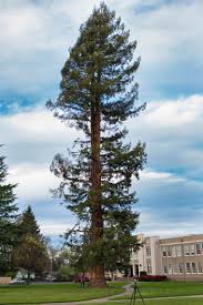 <ul><li><p>evergreen</p></li><li><p>380’ tall, 20’ wide</p></li><li><p>native to CA coastal ranges, fog belt</p></li><li><p>fog attaches to branches and leaflets, turns to condensation and is like a self irrigation system by dripping down to the rest of the tree over time</p></li><li><p>full sun, part shade, full shade</p></li><li><p>moderate water, fog</p></li><li><p>deep soil, likes organic matter</p></li><li><p>upright, 1800 y/o </p></li><li><p>reddish hairy bark</p></li><li><p>very intensive route system, suckers</p></li><li><p>leaflets and needles</p></li></ul><p></p>