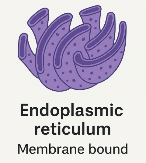 <p>False, it is membrane bound</p>