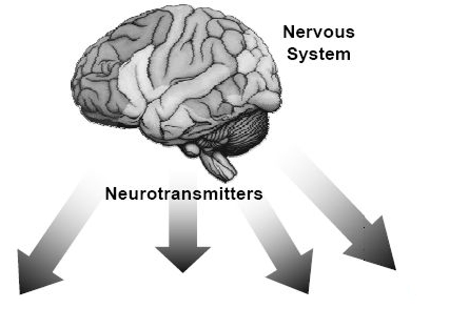 <p>A structure in the body that can change the value of a variable in response to a signal from the control center</p>