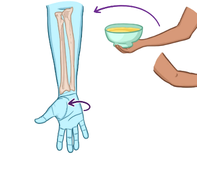 palm faces anteriorly