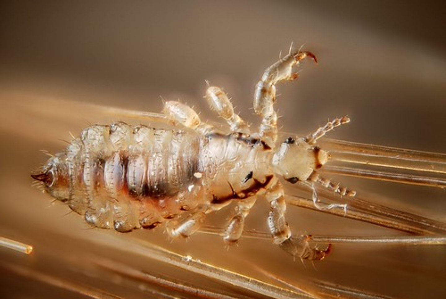 <p>parasites that live on the host's skin within the protective cover of feathers and hair</p><p>----------------</p><p>Ectoparasites of insects live on the legs, upper and lower body surfaces, the mouthparts</p>