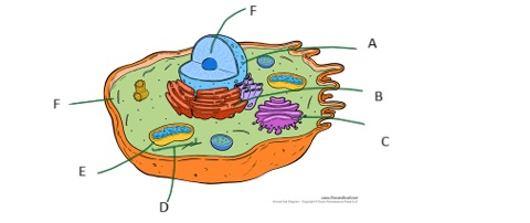 <p>What is A?</p>