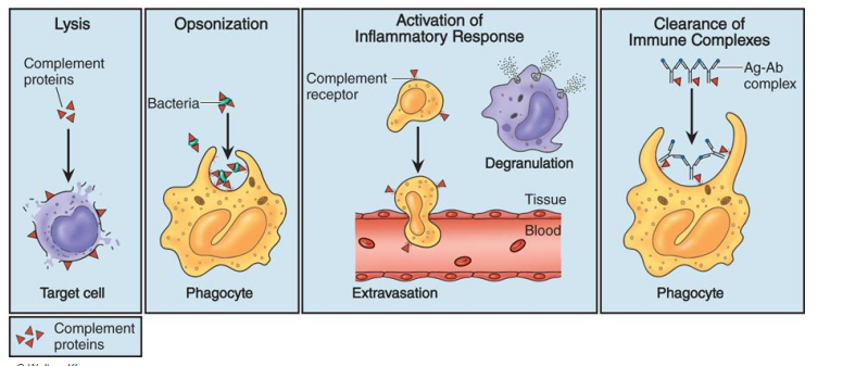 <p>Complement system is composed of inactive, non-nucleated proteins that patrol the body for potential invaders.&nbsp;</p><ul><li><p>They directly or indirectly neutralize them upon exposure to invaders</p></li><li><p>Work together with antibodies and phagocytes to neutralize pathogens</p></li></ul><p>Fx:&nbsp;</p><ul><li><p>Destruction of pathogens</p></li><li><p>Opsonization of pathogens</p></li><li><p>Recruitment of phagocytes</p></li><li><p>Immune clearance&nbsp;</p></li></ul><p></p>