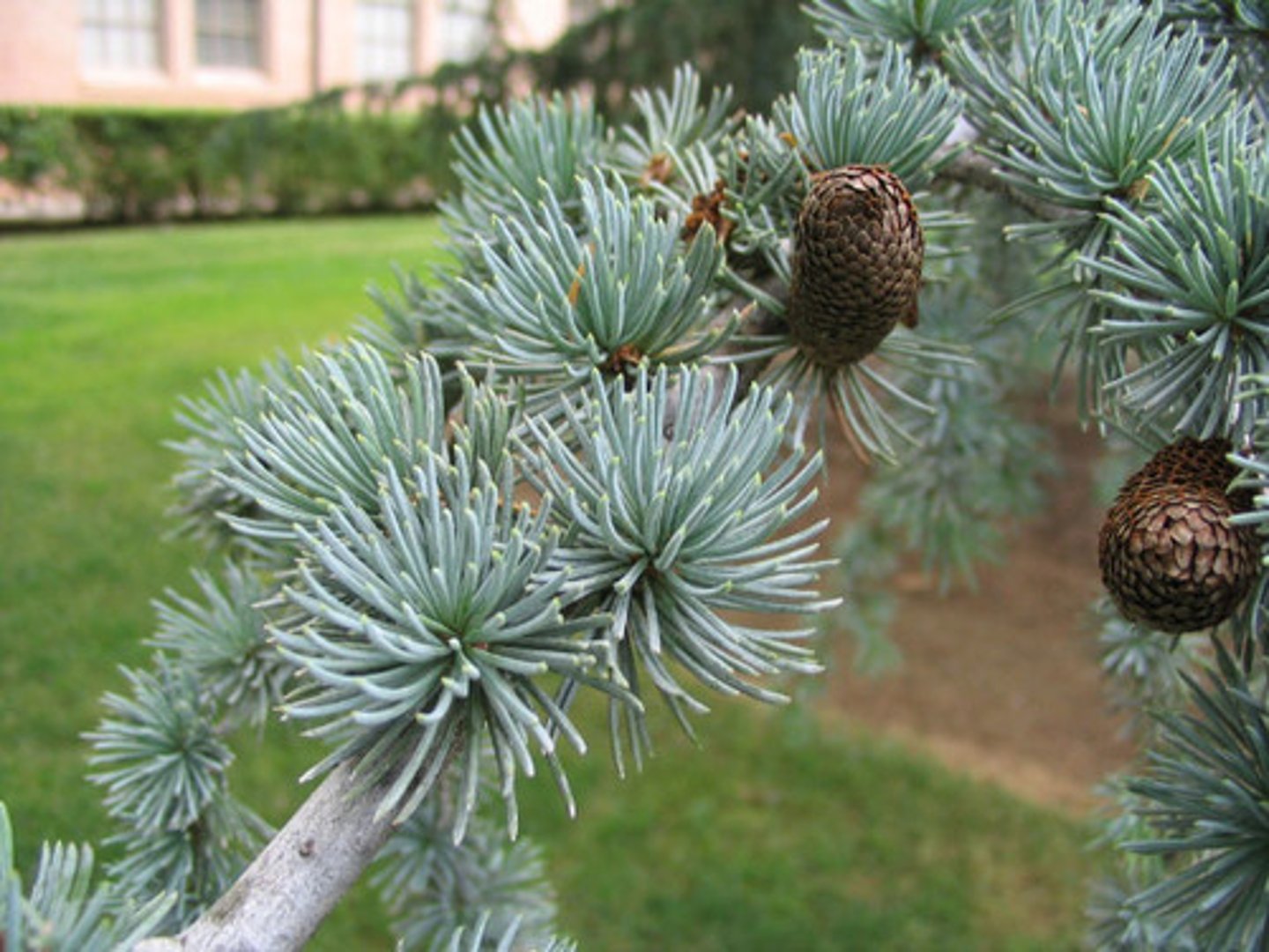 <p>Blue Atlas Cedar</p>