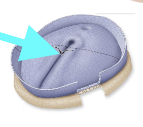 <p>What structure is shown?</p>