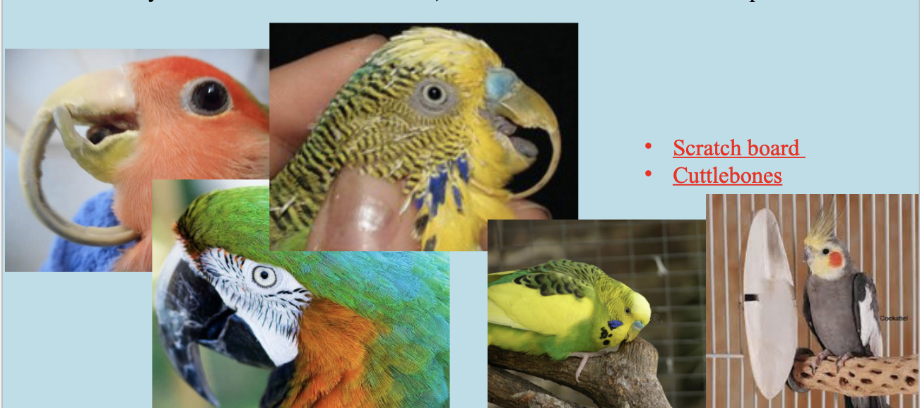 <p>1- Normal beak growth 2- Fragile beak with abnormal brownish/ reddish spots. 3- Brittle beak with fissures and cracks on the horny surface 4- Very sharp tip due to abnormal growth and or wearing.</p><ul><li><p>Mostly due to imbalanced nutrition, liver disease, or environmental problem</p></li></ul>