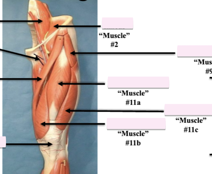 <p>Label muscle #11a </p>