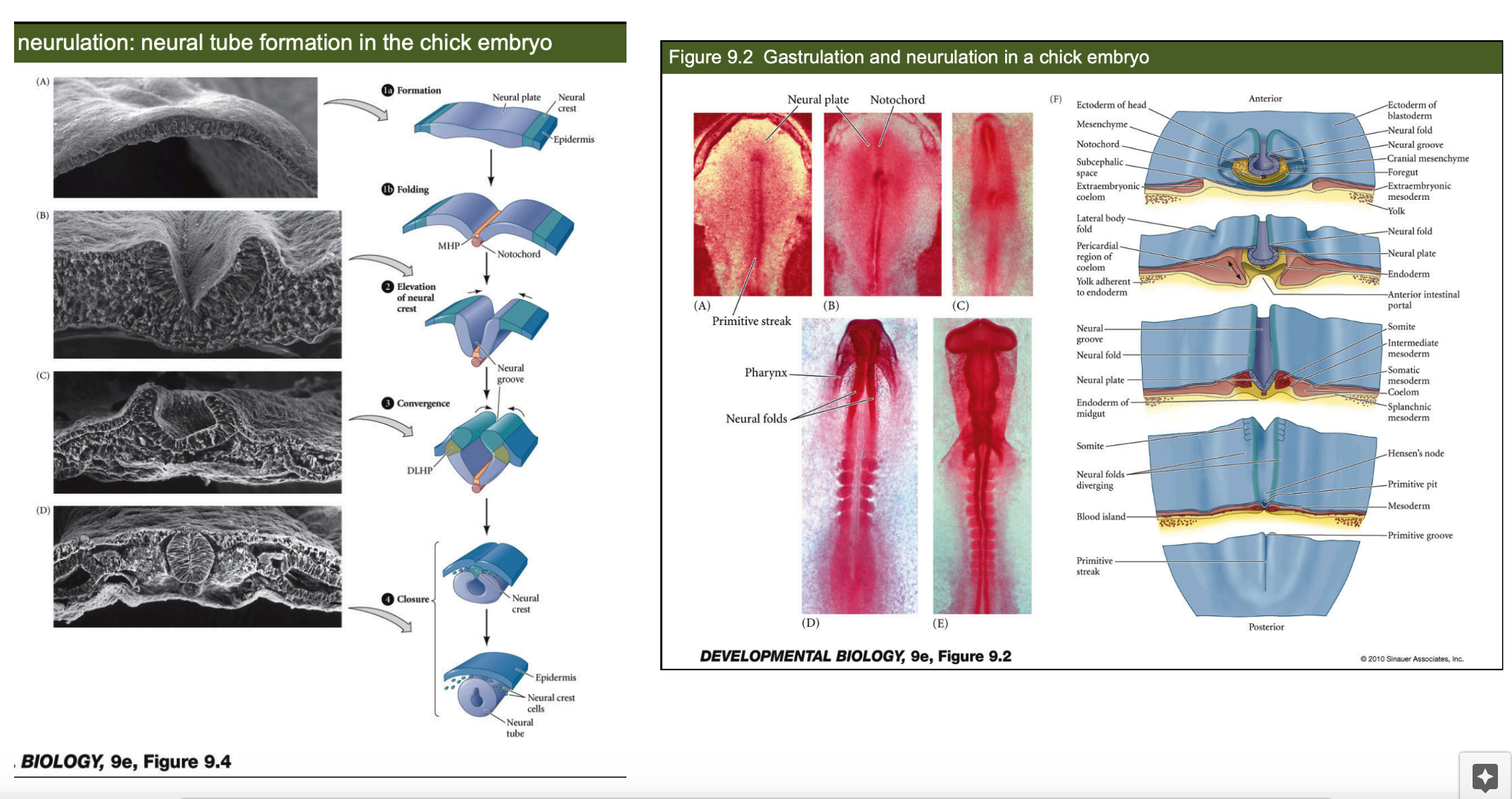 <ol start="3"><li><p><strong>Reptiles &amp; Birds</strong></p></li></ol><ul><li><p>have a similar process to amphibians, but with some variations.</p></li><li><p>The neural tube is formed through primary neurulation, where the neural plate invaginates to form the neural ___, which then ___ to form the neural tube.</p></li><li><p>The neural crest cells are formed from the ectodermal cells adjacent to the neural tube.</p></li></ul>