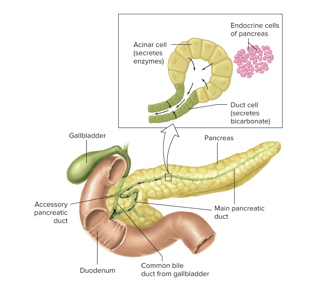 Structure of the pancreas. 