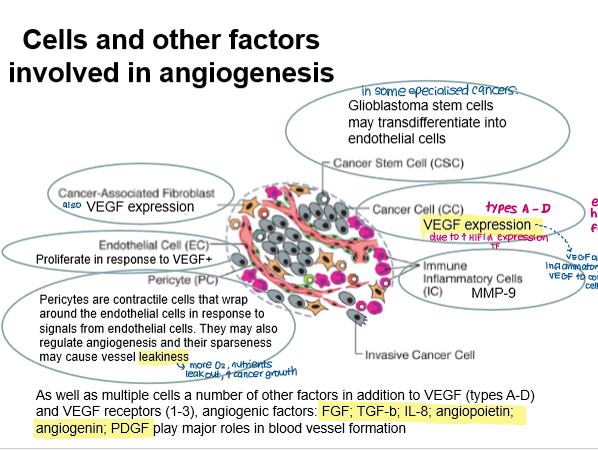 <ul><li><p><strong>Cancer cells: </strong>secrete VEGF</p></li><li><p><strong>CSCs: </strong>may differentiate into endothelial cells in some cancers</p></li><li><p><strong>Inflammatory cells: </strong>activate VEGF and allow contact with endothelial cells</p></li><li><p><strong>Endothelial cells: </strong>contain VEGF receptors, proliferate in response</p></li><li><p><strong>Pericytes: </strong>contractile cells that surround endothelial cells, cause vessel leakiness (more oxygen, nutrients leak out, promote cancer growth)</p></li></ul><p></p>
