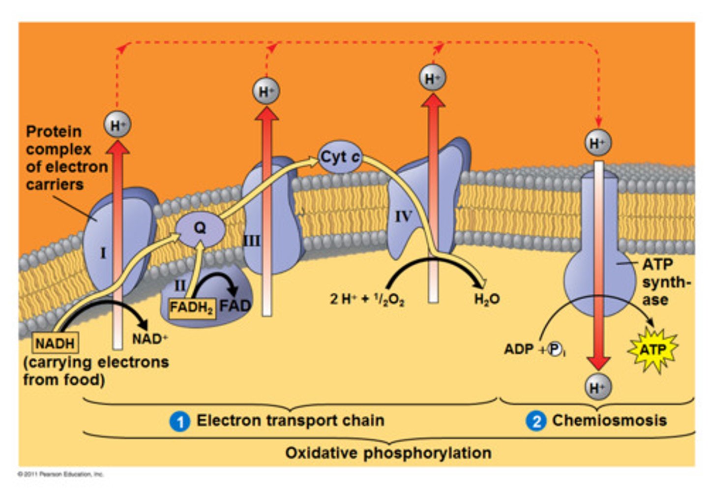 <p>NADH and FADH2 are oxidized and electron carriers in the ETC are reduced</p><p>Electrons move down the ETC via a series of REDox reactions</p><p>Energy from e- drives proton pumps and H+ ions are pumped into the intermembrane space of the mitochondria.</p><p>At the end of the ETC, low energy e- combine with H+ and oxygen atoms to form water</p><p>O2 is the final electron acceptor molecule</p><p>H+ diffuses down its concentration gradient through ATP synthase (exergonic - chemiosmosis) and provide energy for the synthesis of ATP from ADP and P (endergonic)</p><p>Approx. 26 - 28 ATP produced / glucose</p>