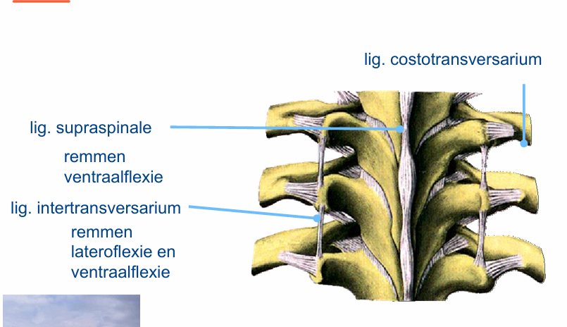 <ul><li><p>ligamentum flavum verbindt onderling laminae aan elkaar</p></li><li><p>ligamentum supra spinaele verbidnt processi spinosi → hierdoor beperkte ventraalflexie</p></li><li><p>ligamentum intertransversarium verbindt processi transversie → beperkte lateroflexie en vetraalflexie.</p></li></ul><p></p>