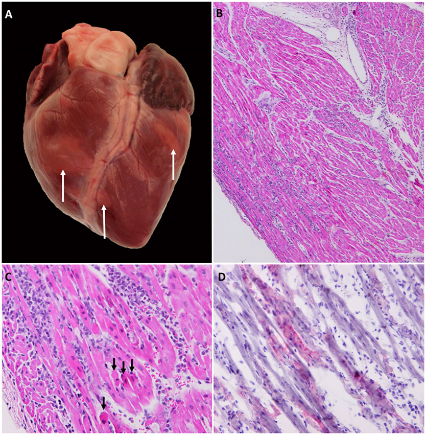 <p>Zenker&apos;s necrosis of the heart (Tiger Heart/myocarditis)</p>