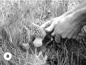 <p><span><strong><span>Ascomycota</span></strong></span></p>