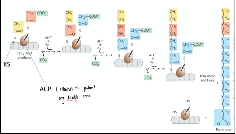 <p><span style="background-color: transparent;">Carbons C-16 and C-15 of the palmitate are derived from the methyl and carboxyl carbon atoms, respectively, of an acetyl-CoA used to prime the system at the outset</span></p>