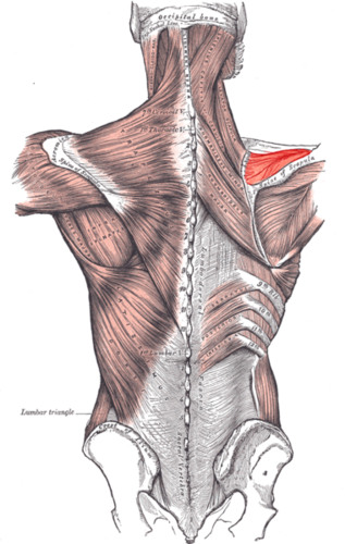 <p>Located above the scapular spine, this muscle stabilizes and abducts the shoulder joint. It originates from the supraspinous fossa and inserts onto the greater tubercle of the humerus</p>