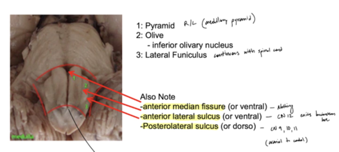 <p>anterior lateral sulcus</p>