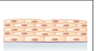 <p>what tissue is this </p>