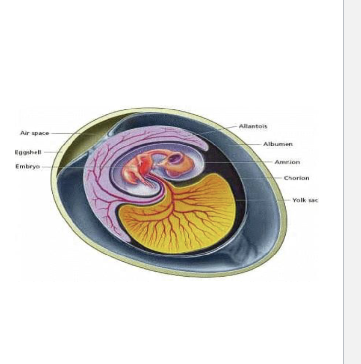 <p>-Protective membranes &amp; porous shell around embryo</p><p>-Shell may be hard or leathery &amp; waterproof</p><p>-Egg is fertilized internally, before shell is formed</p>