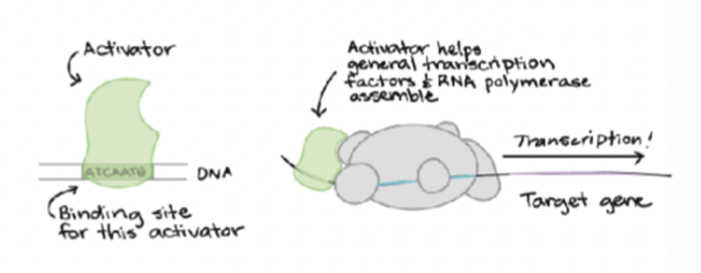 <p>if bound to a promoters upstream region, then activate transcription by recruiting RNA polymerase</p>