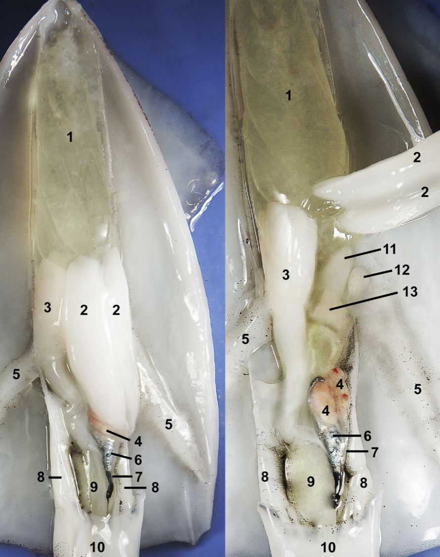 <p>Identify the labeled parts of this myopsida squid dissection.</p>