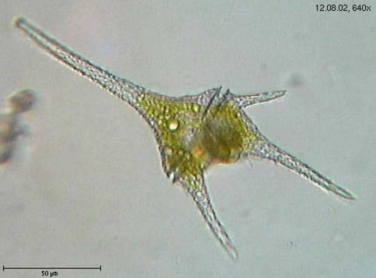 <p>- photosynthetic, unicellular with flagella</p><p>- live in aquatic environments</p><p>- some are luminescent (glow in light)</p><p>- do not appear to be directly related to any other phylum</p><p>- DNA is not complexed with histones</p><p>- asexual</p><p>- most have chlorophylls a and c and carotenoids</p>