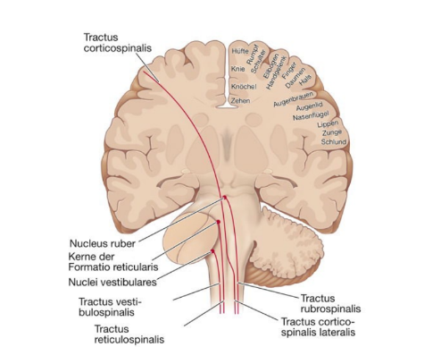 <p>elles ont plusieurs origines, des plusieurs noyaux du tronc cérébral différents</p><p>sert au contrôle de la posture et de la motricité du soutien, contrôle du tonus musculaire</p>