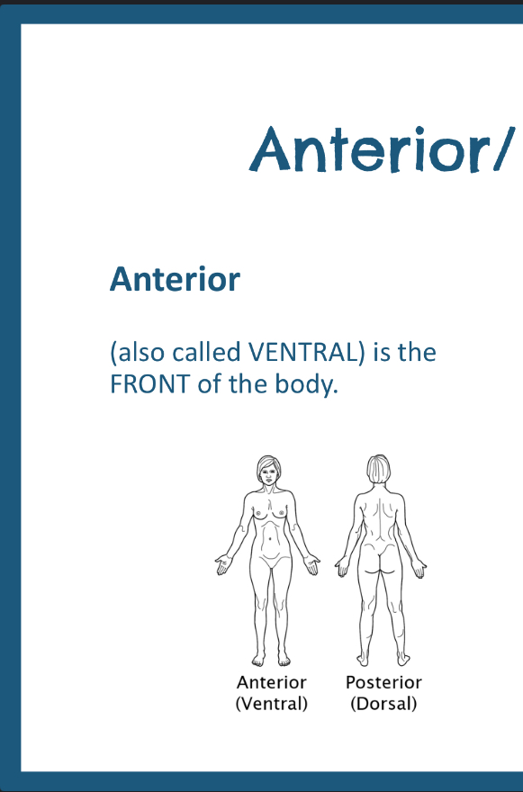 <p>Toward the front of the body</p>