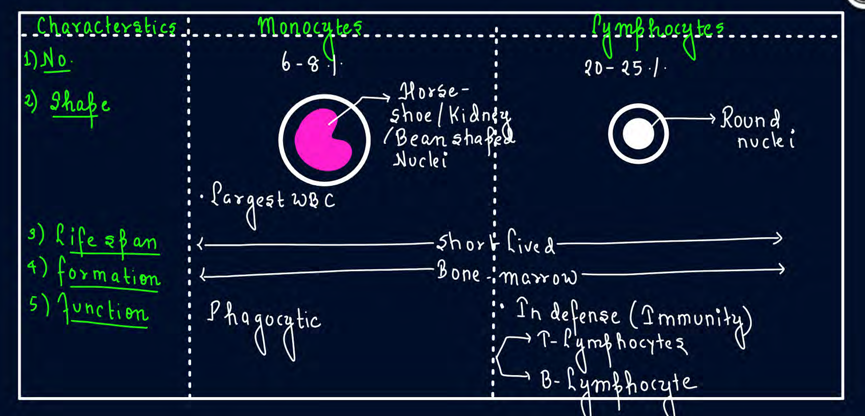 <ol><li><p>phagocytic</p></li><li><p>number increase during allergic reaction and helminthic disease</p></li><li><p>secretes histamine heparin and serotonin and also gives inflammattory reaction</p></li><li><p>phagocytic</p></li><li><p>immunity</p></li></ol><p></p>