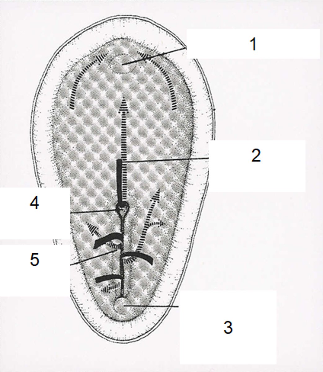 <p>5</p>