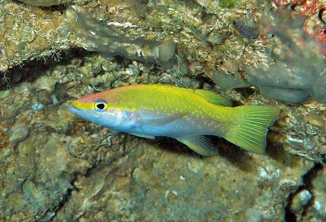 <p>The upper half of the body is yellow and the lower half is white with some pink</p><p>top of the snout and over the eye is pink</p><p>A broad band of yellow spots along the mid-body and tail base</p><p>bright yellow stripe from tip of snout through eye to corner of the operculum</p>