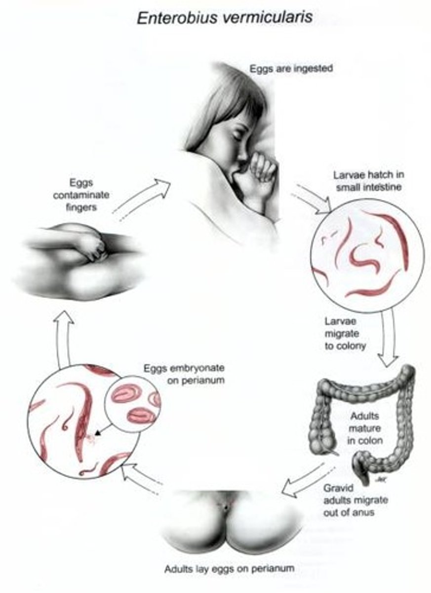 <p>ingest eggs</p><p>- easily stick to hands or surfaces</p>