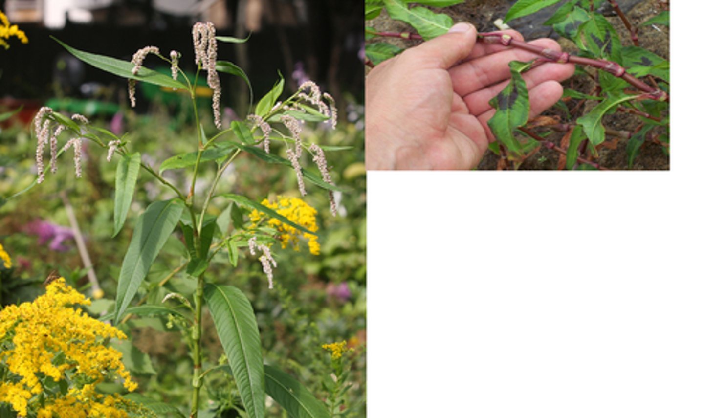 <p>pilört, vanlig pilört</p>